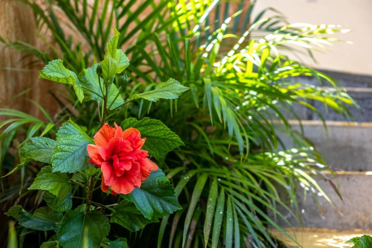 Casa Biulu Panzió Zipolite Kültér fotó